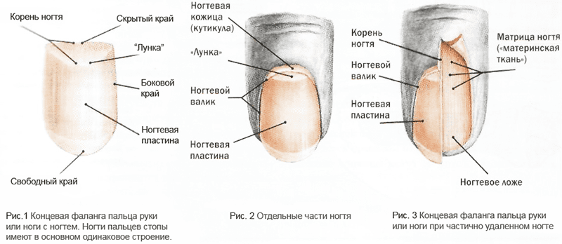 Опасные заболевания ногтей ног