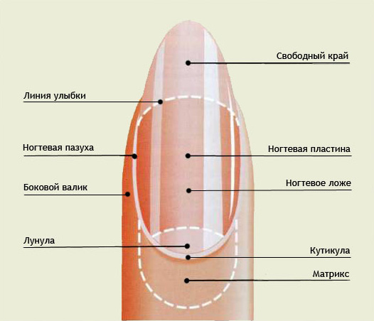 Где находится кутикула