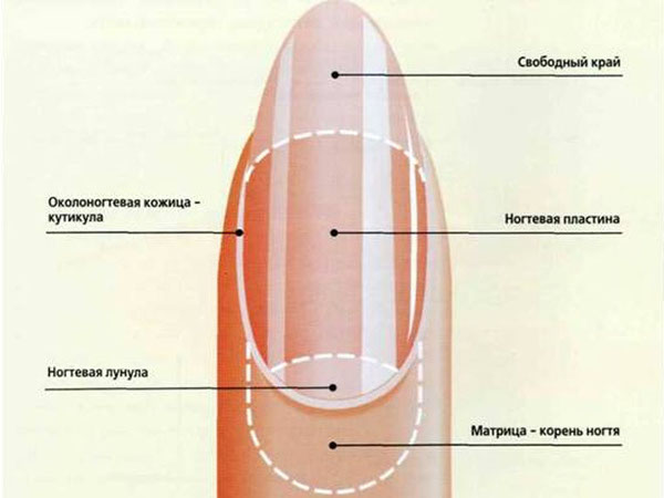 Как сделать модный лунный маникюр и что такое лунула