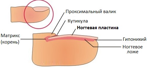 Строение ногтя