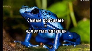 Самые красивые и ядовиты лягушки