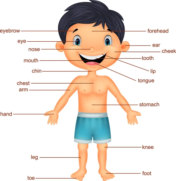 Иллюстрация словарного части тела — стоковый вектор