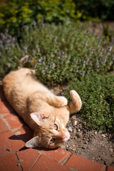 Кошка, укладка в саду — стоковое фото