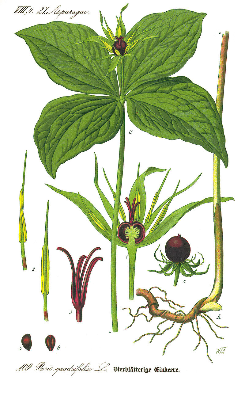 Illustration Paris quadrifolia0 clean.jpg