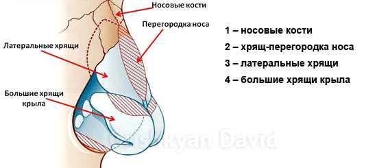 Спинка носа фото